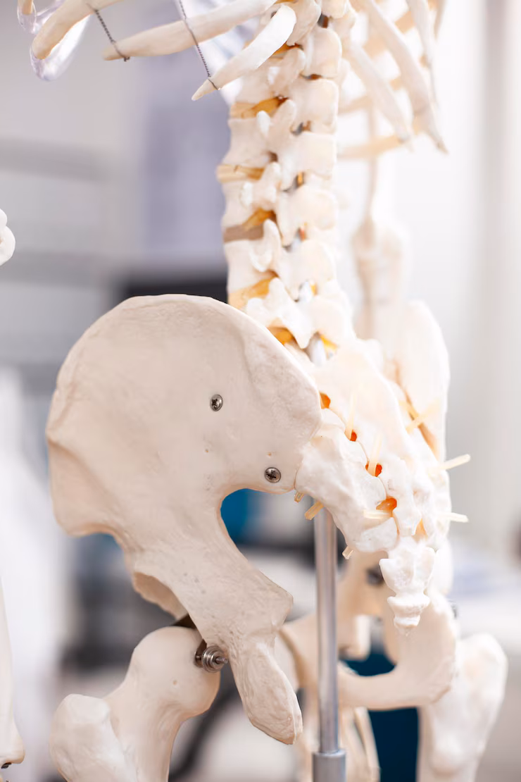 closeup-pelvic-skeleton-clinic_482257-123356